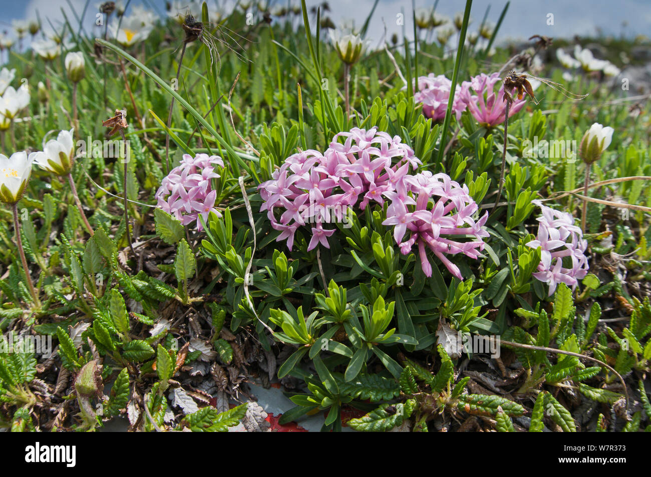 Garland flower (Daphne cneorum) in flower, Monte Spinale, alpine zone, Madonna di Campiglio, Brenta Dolomites, Italy, July Stock Photo
