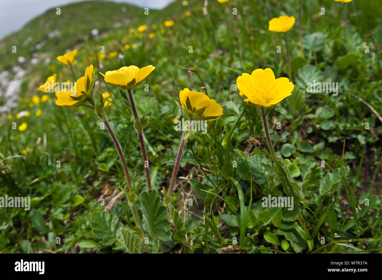 Creeping Avens (Geum reptans) in flower, Monte Spinale, alpine zone, Madonna di Campiglio, Brenta Dolomites, Italy, July Stock Photo