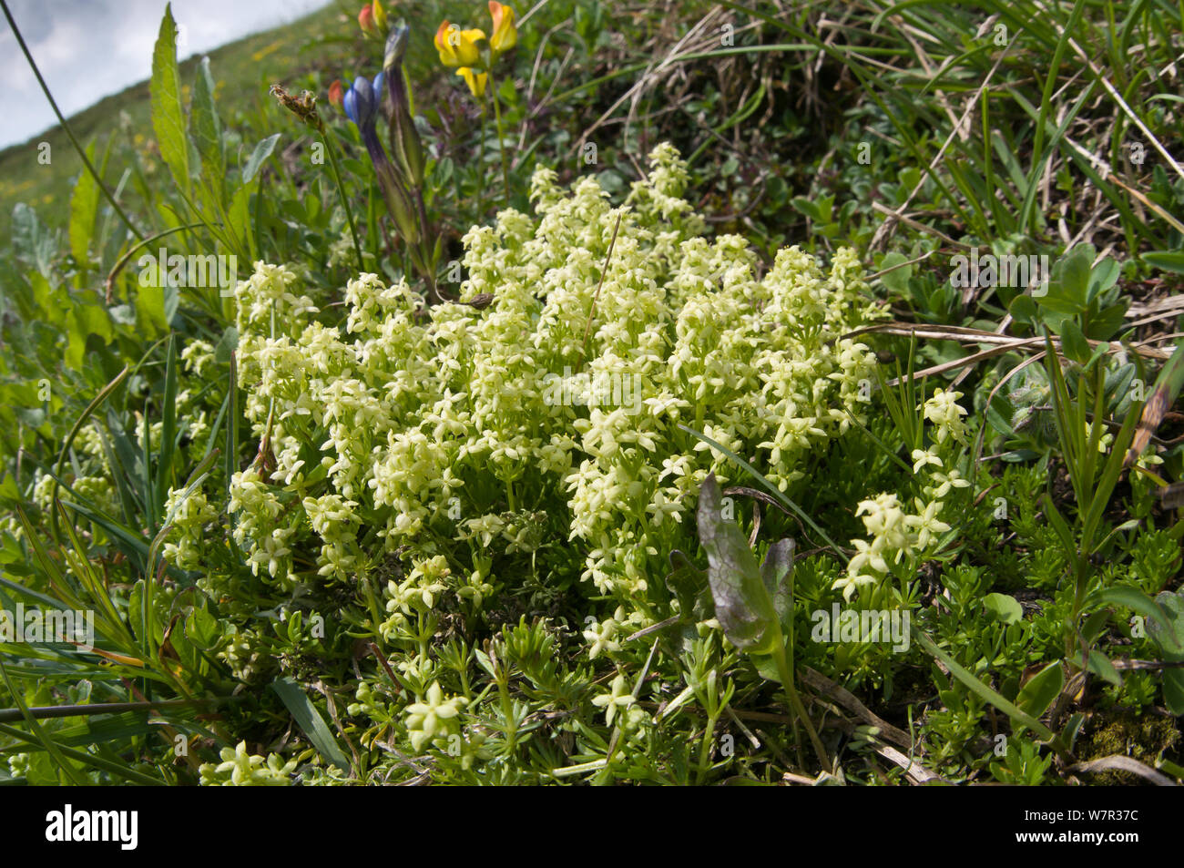 Alpine bedstraw (Galium anisophyllon) in flower, Monte Spinale, alpine zone, Madonna di Campiglio, Brenta Dolomites, Italy, July Stock Photo