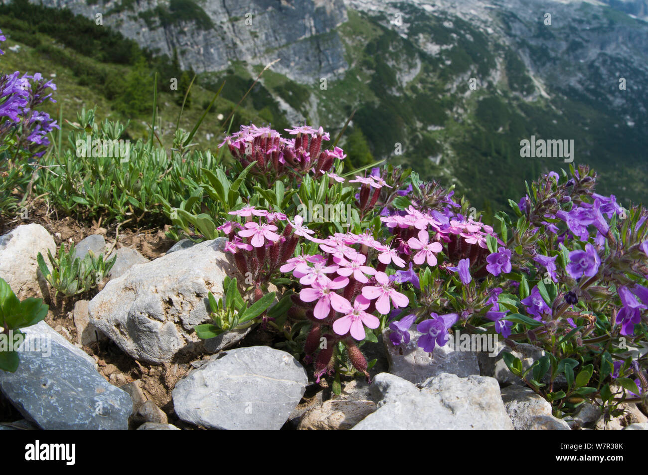 Rock campion (Saponaria ocymoides) with Basil thyme (Acinos arvensis) Monte Spinale, alpine zone, Madonna di Campiglio, Brenta Dolomites, Italy, July Stock Photo