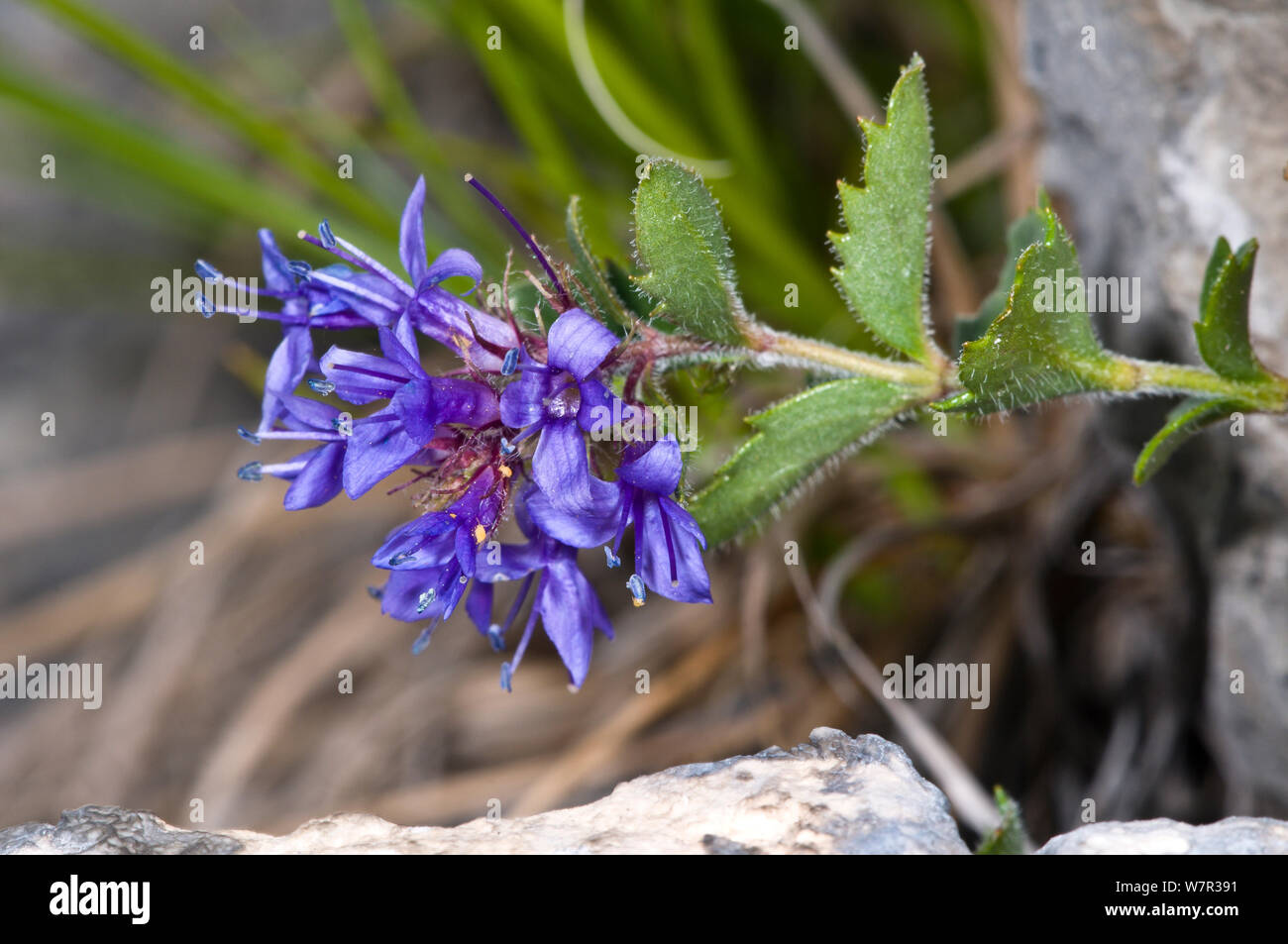 Bluish Paederota (Paederota bonarota) in flower, endemic to Dolomites. Monte Spinale, alpine zone, Madonna di Campiglio, Brenta Dolomites, Italy, July Stock Photo