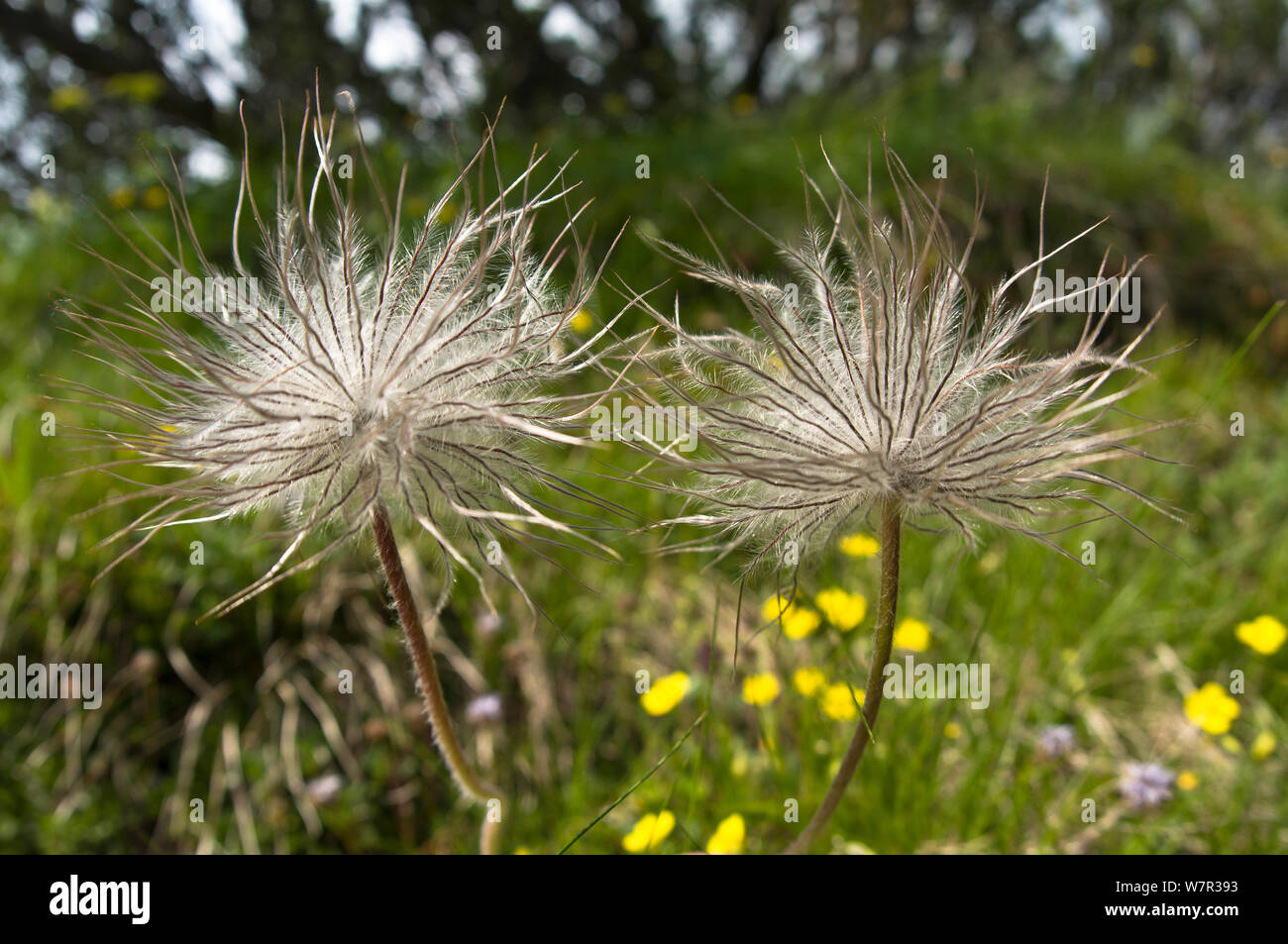 Seedhead of Sulphur Pasque flower (Pulsatilla alpina ssp apiifolia) Monte Spinale, alpine zone, Madonna di Campiglio, Brenta Dolomites, Italy, July Stock Photo