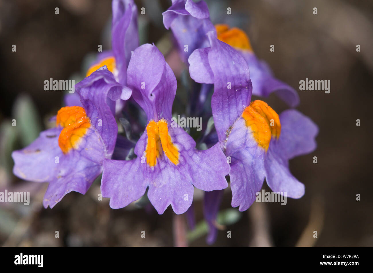 Alpine toadflax (Linaria alpina) flower close up, above Pordoi pass, Dolomites, Italy, July Stock Photo