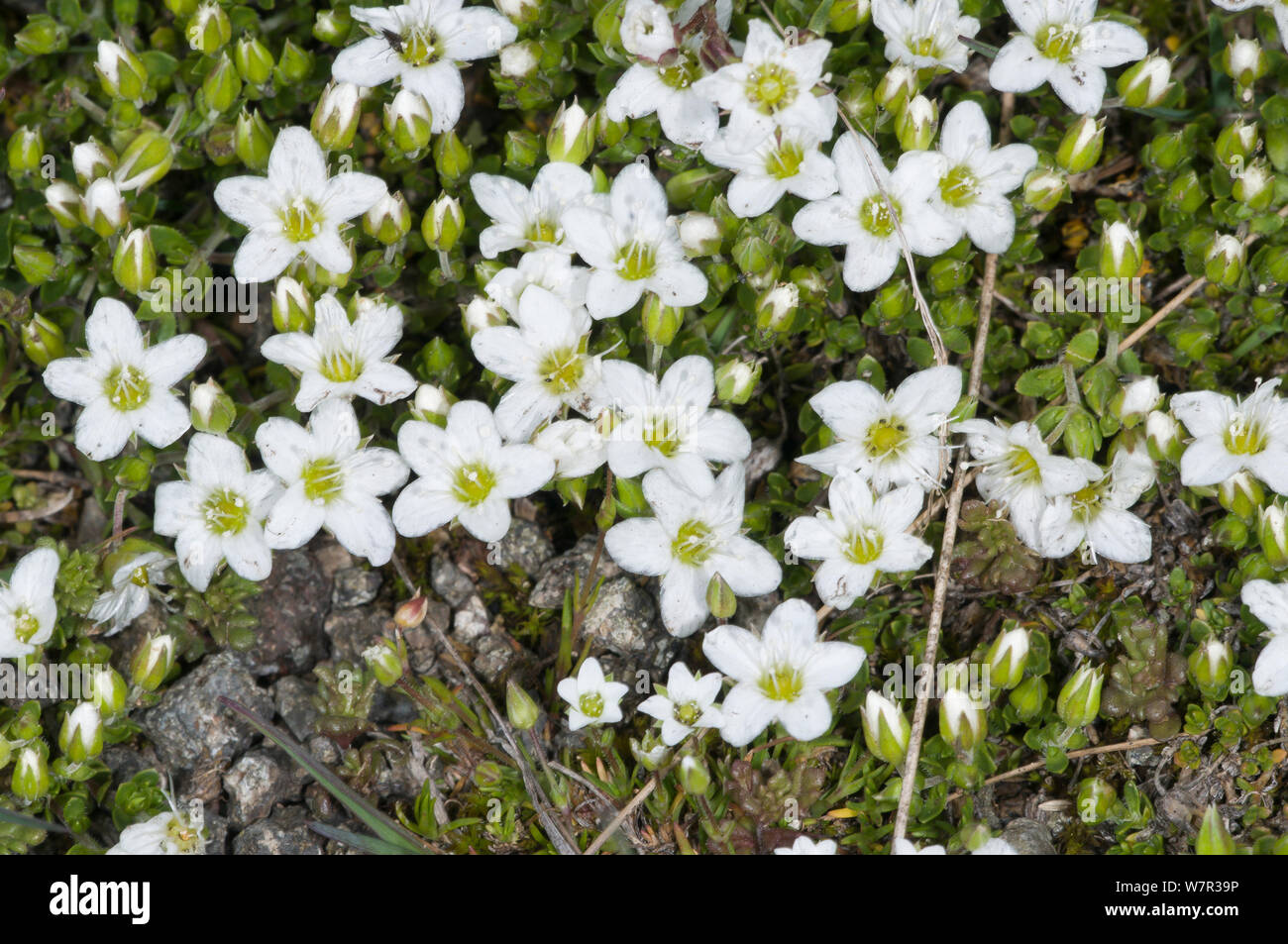 Rock sandwort (Minuartia rupestris) in flower, above Pordoi pass, Dolomites. Italy, July Stock Photo