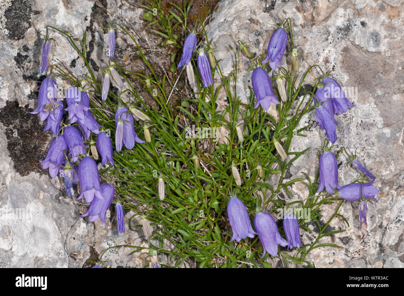 Campanula genus hi-res stock photography and images - Alamy