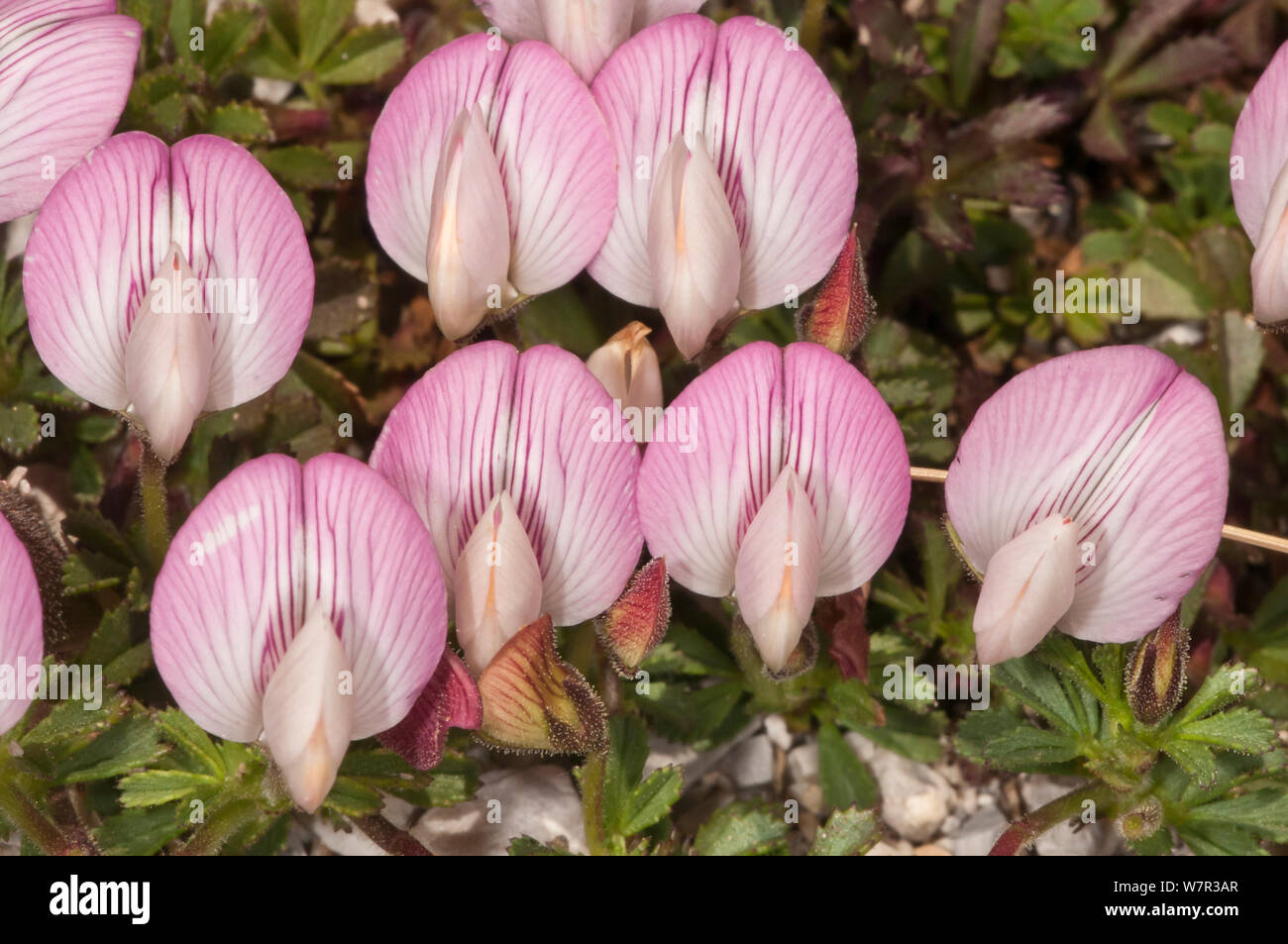 Apennine restharrow (Ononois cristata ssp apennina) in flower, Campo Imperatore, Gran Sasso, Appennines, Abruzzo, Italy Stock Photo