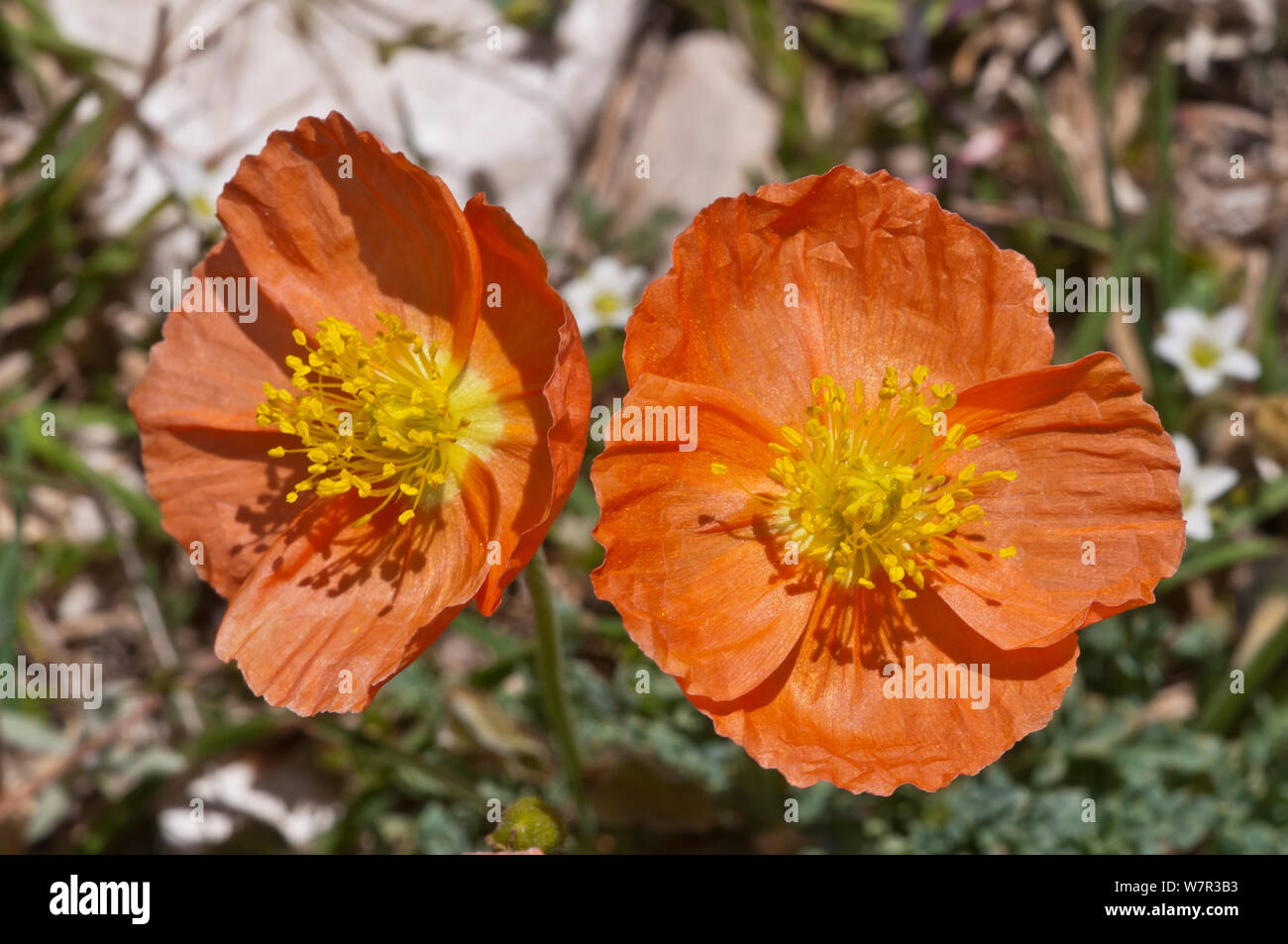 Alpine poppy (Papaver alpina ssp ernesti-mayeri) in flower, Gran Sasso, Appennines, Abruzzo, Italy Stock Photo