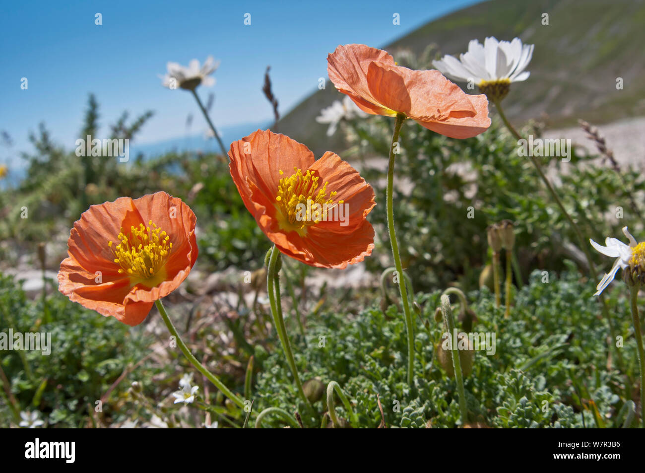 Alpine poppy (Papaver alpina ssp ernesti-mayeri) in flower, Gran Sasso, Appennines, Abruzzo, Italy Stock Photo