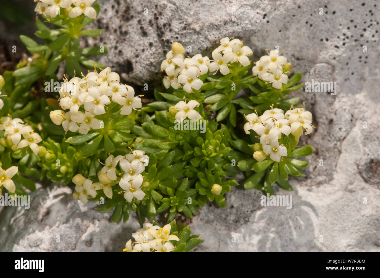 Alpine Daphne (Daphne oleoides) in flower, Mount Terminillo, Rieti, Lazio, Italy Stock Photo