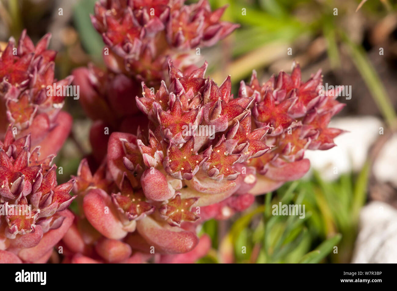 Dark red stonecrop (Sedum atratum) in flower, Gran Sasso, Appennines, Abruzzo, Italy Stock Photo