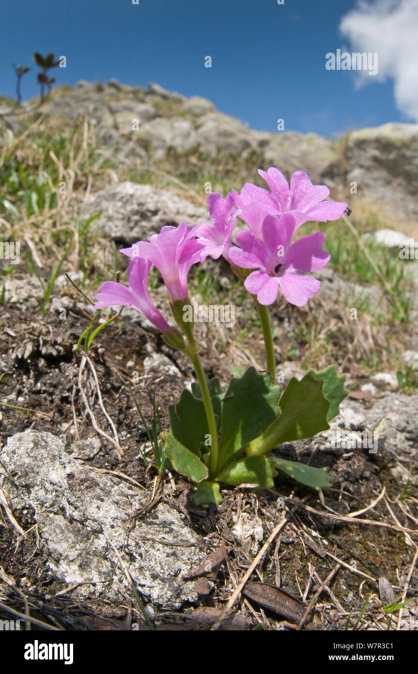 Primula (Primula daonensis) in flower, above Lago Ritorto, Madonna di Campiglio, Adamello Range, Dolomites, Italy Stock Photo