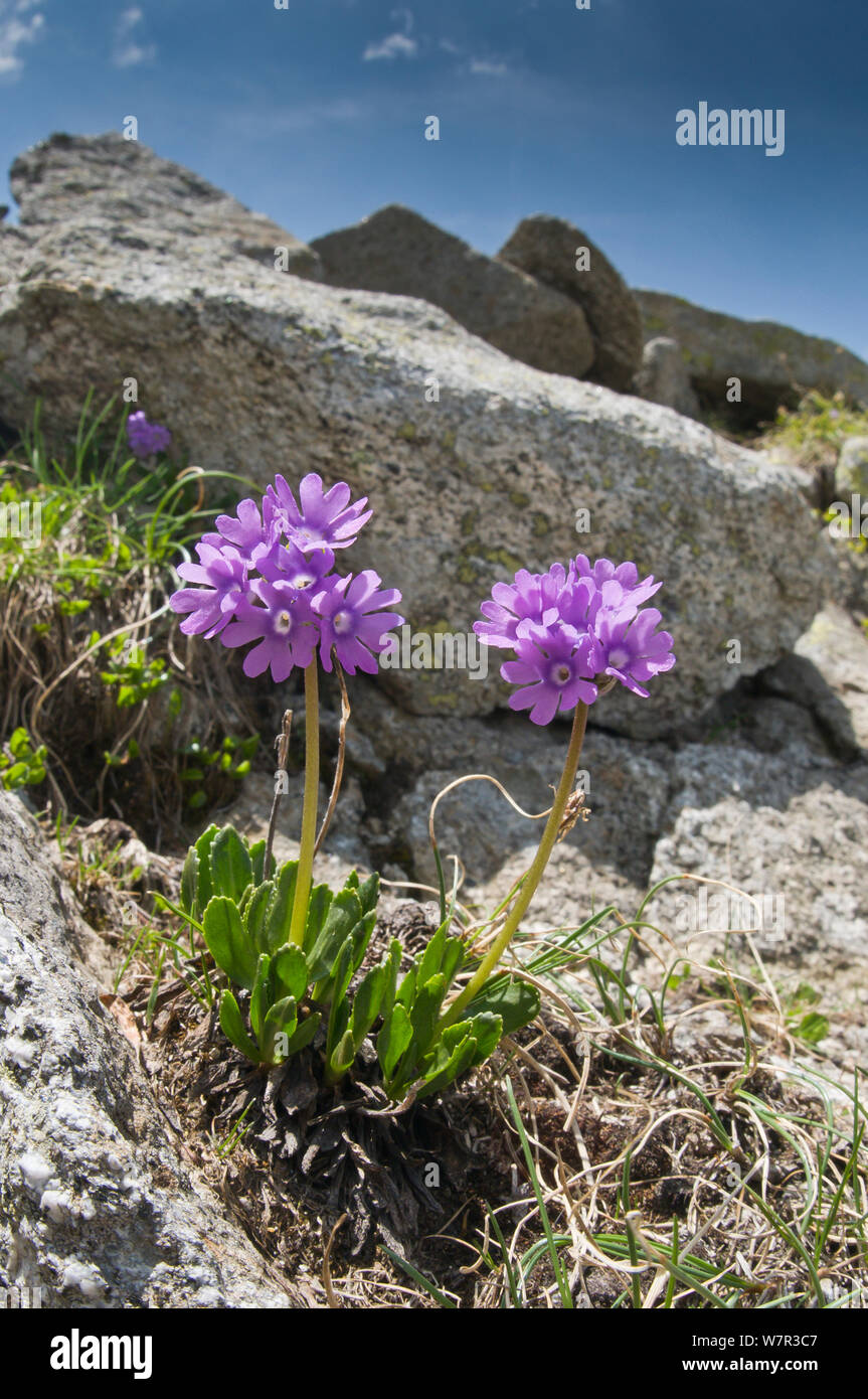 Viscid Primrose (Primula latifolia) in flower, above Lago Ritorto, Madonna di Campiglio, on acid rocks of Adamello Range, Dolomites, Italy Stock Photo