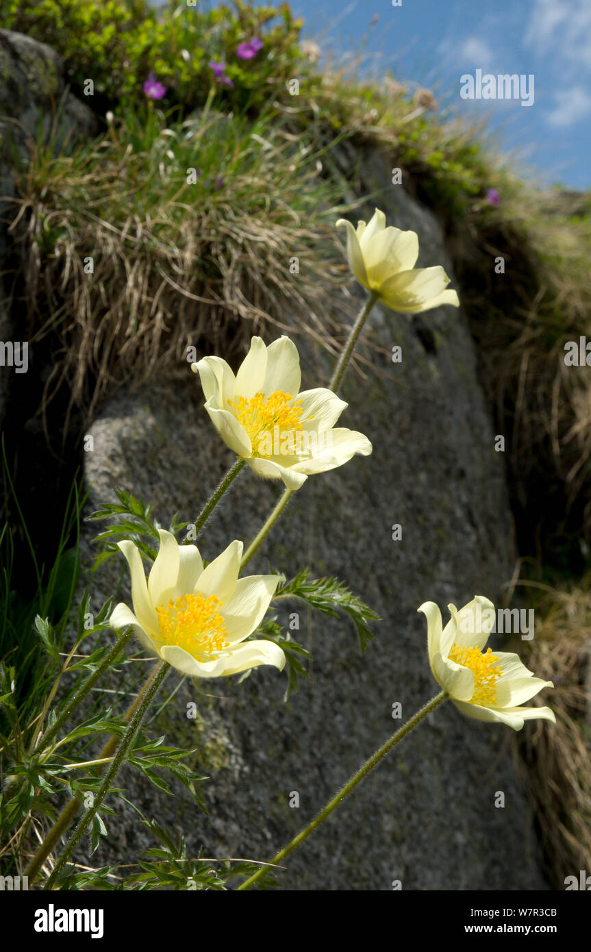 Sulphur Pasque flower (Pulsatilla alpina ssp apiifolia) in flower, Lago Ritorto, Madonna di Campiglio, Adamello Range, Dolomites, Italy, July Stock Photo