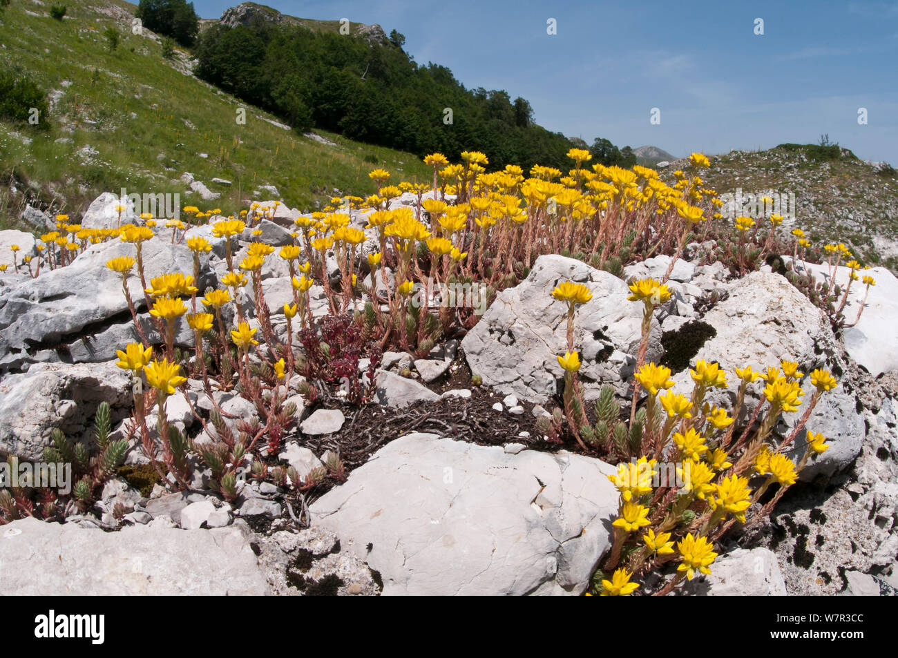 Rock stonecrop (Sedum rupestre) in flower, Mount Terminillo, Rieti, Lazio, Italy Stock Photo