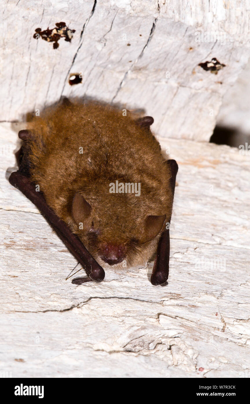 Kuhl's Pipistrelle Bat (Pipistrellus kuhli) roosting in old house near Orvieto. Italy, July Stock Photo
