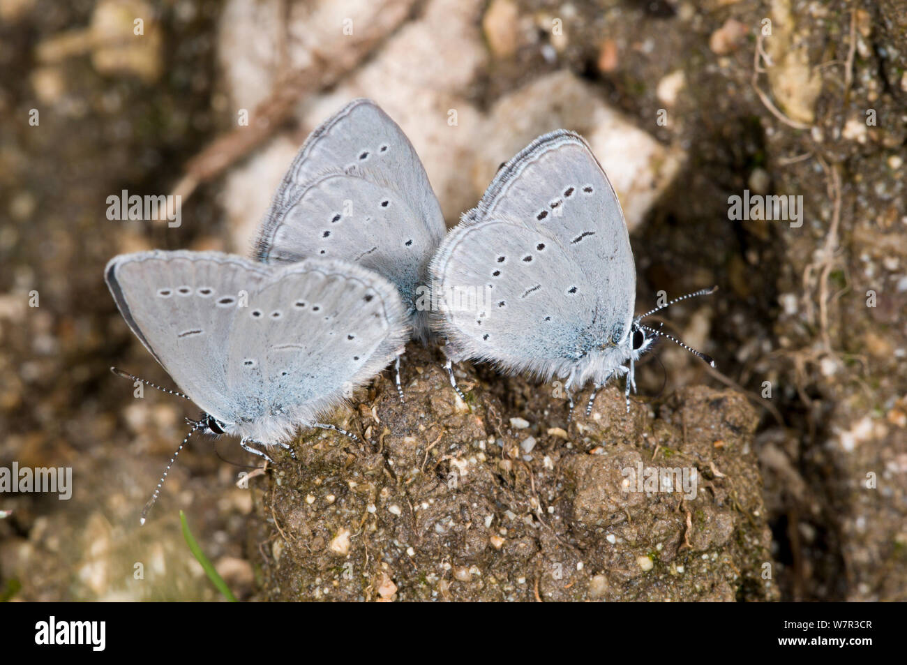 Little blue butterflies (Cupido minimus) drinking on animal droppings