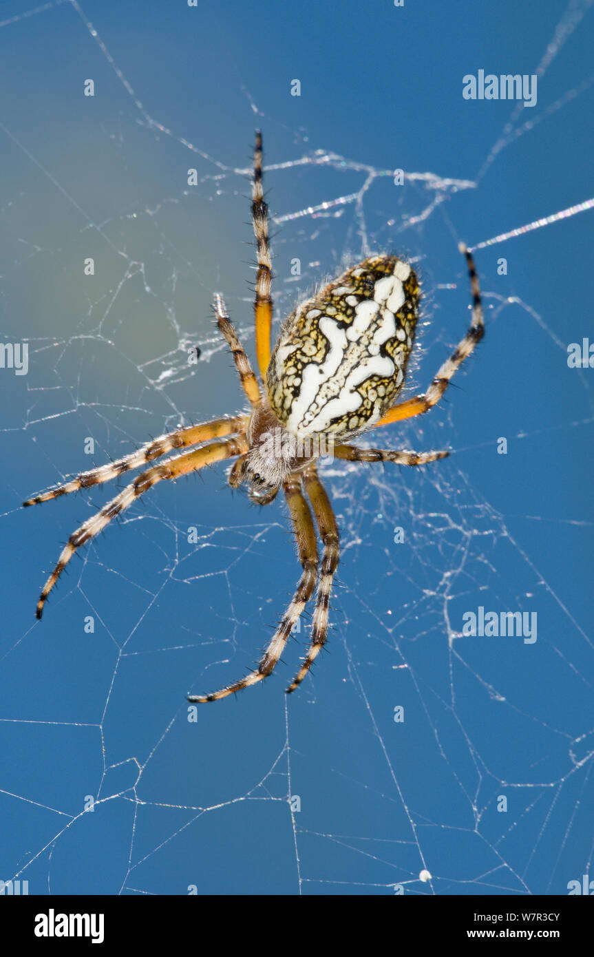 Orb-web spider (Aculepeira ceropegia) on web, Castellucio di Norcia, Sibillini, Umrbia, Italy, July Stock Photo