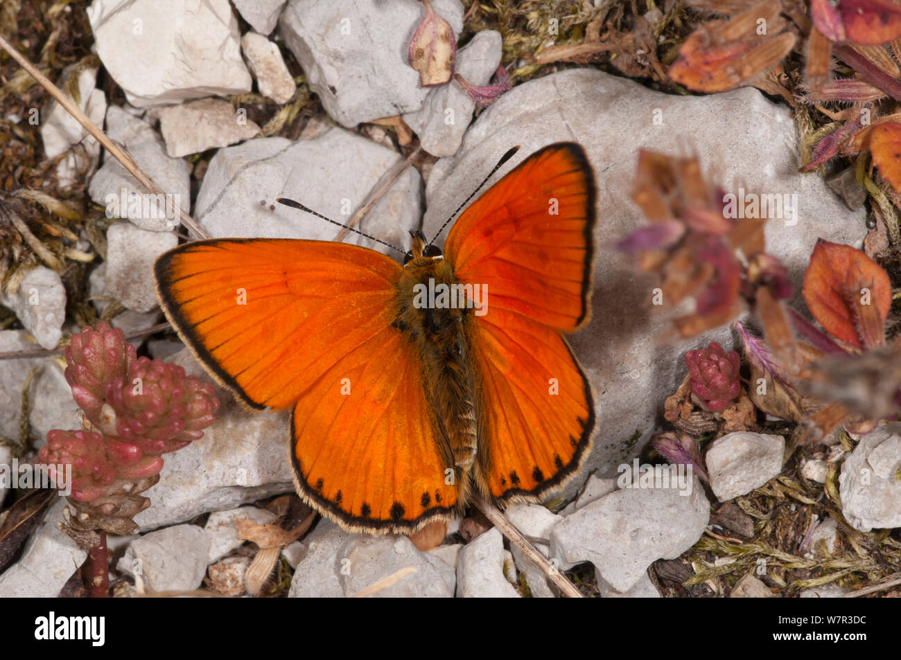 Scarce Copper butterfly (Lycaena virgaureae) male, dorsal view, Campo Imperatore, Gran Sasso, Appennines, Abruzzo, Italy, July Stock Photo