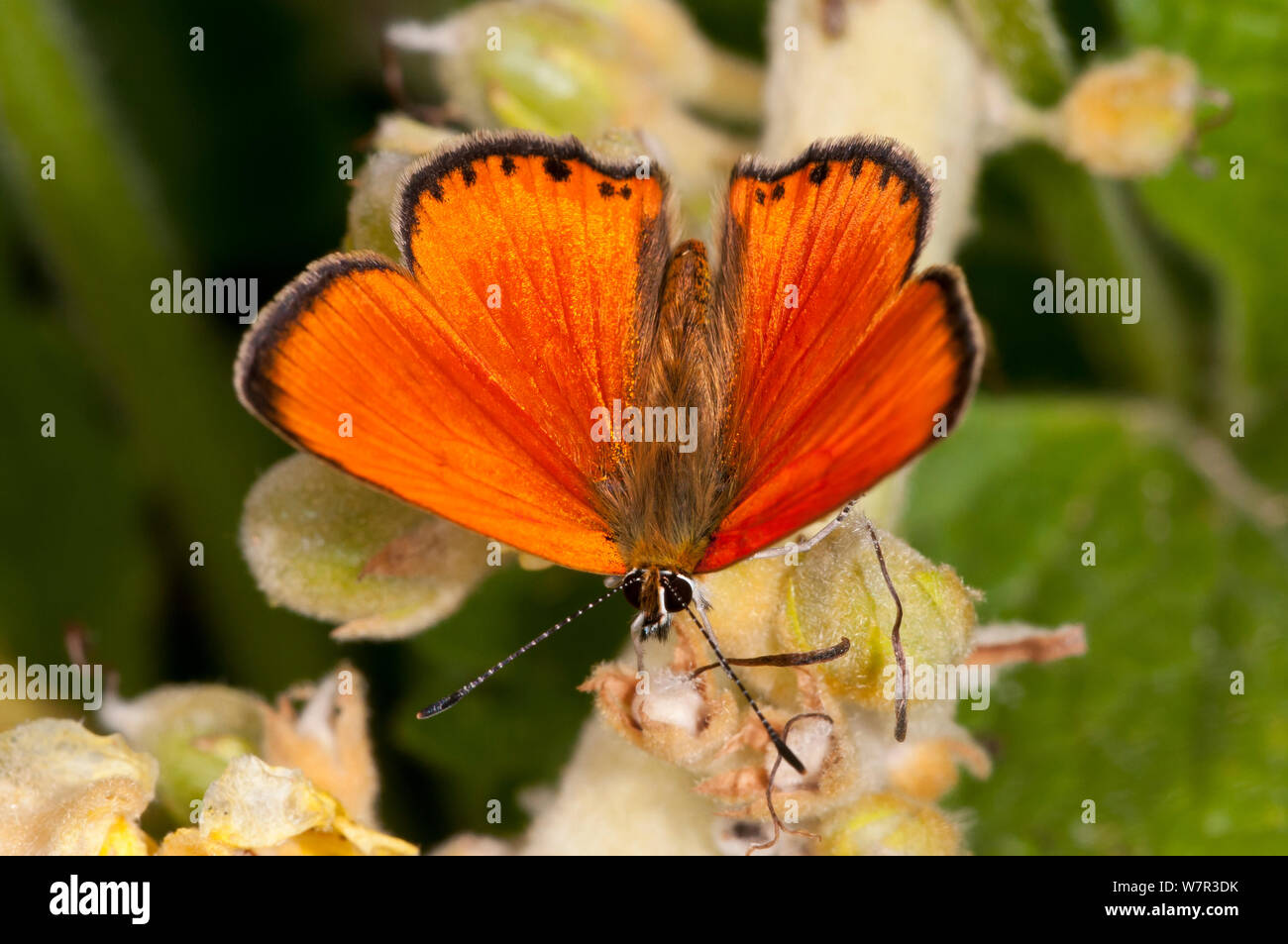 Scarce Copper butterfly (Lycaena virgaureae) male, dorsal view, Campo Imperatore, Gran Sasso, Appennines, Abruzzo, Italy, July Stock Photo