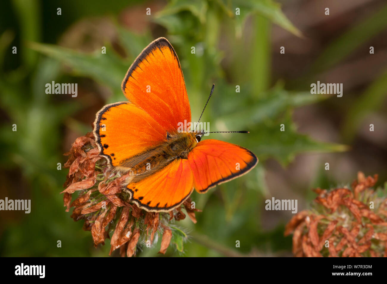Scarce Copper butterfly  (Lycaena virgaureae) male, dorsal view, Campo Imperatore, Gran Sasso, Appennines, Abruzzo, Italy, July Stock Photo