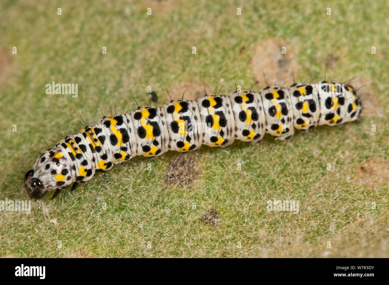 Mullein Moth larvae (Cuculla verbasci) Mount Terminillo, Rieti, Lazio, Italy, July Stock Photo