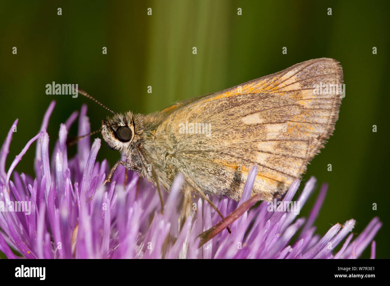 Large skipper butterfly  (Ochlodes sylvanus) on flower, near Torrealfina, Orvieto,Italy, July Stock Photo