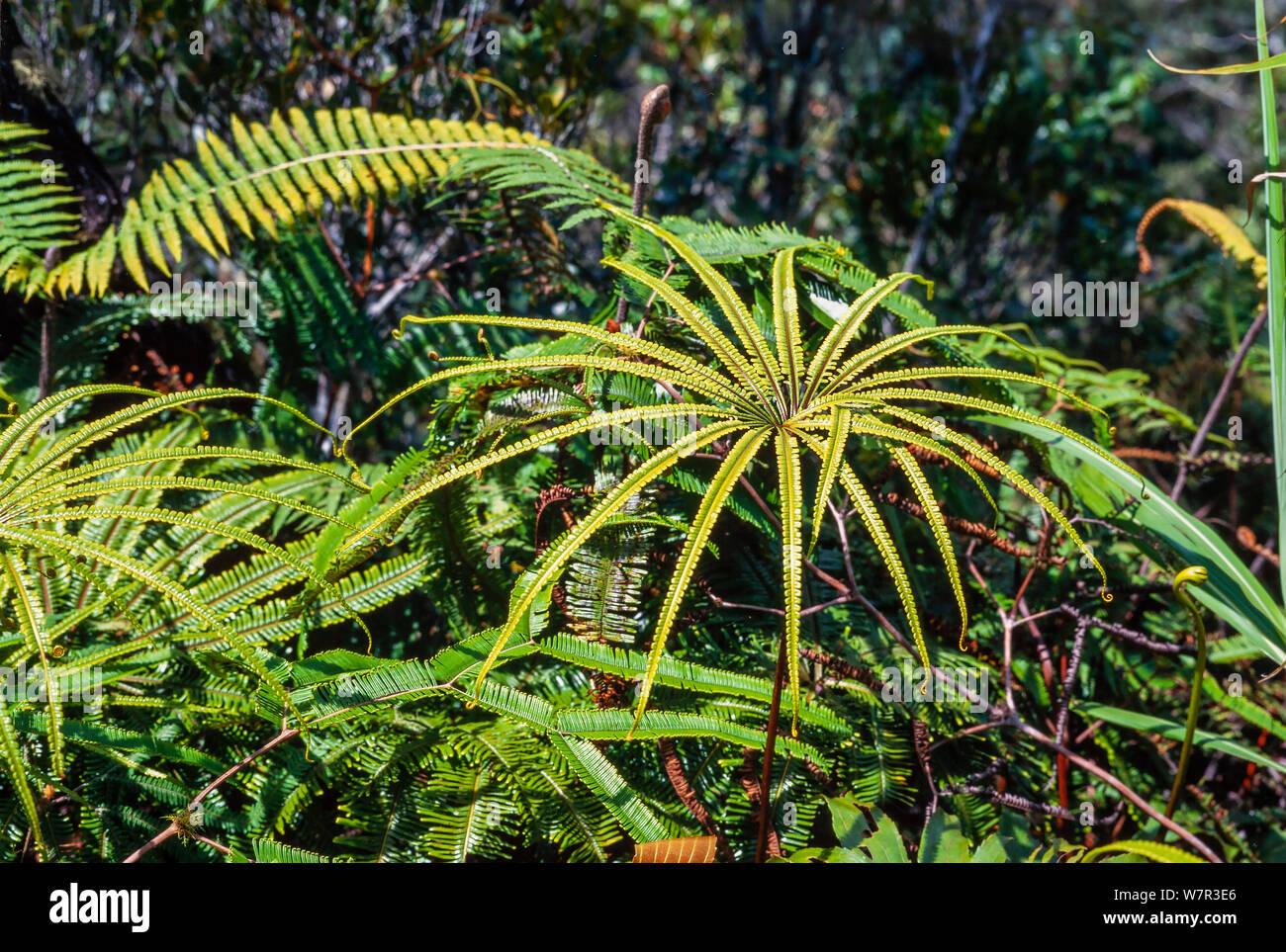 Jungle fern, Matonia foxworthy, Kinabalu National Park, Sabah, Malaysia Stock Photo