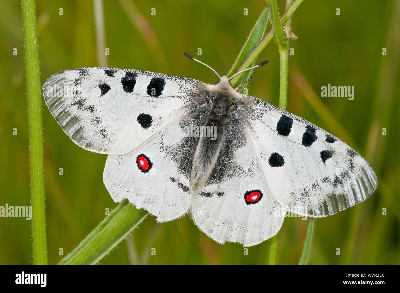 Apollo butterfly  (Parnasius apollo) Mount Terminillo, Rieti, Lazio, Italy, July Stock Photo
