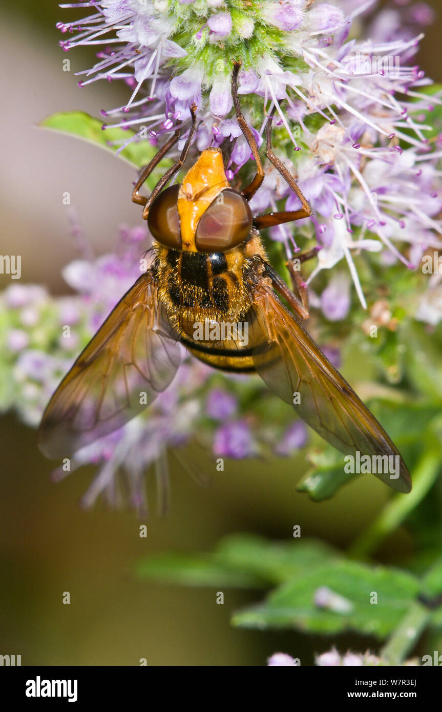 Hoverfly (Milesia crabroniformis) feeding on flower, Aquapendente, Lazio, Italy, July Stock Photo