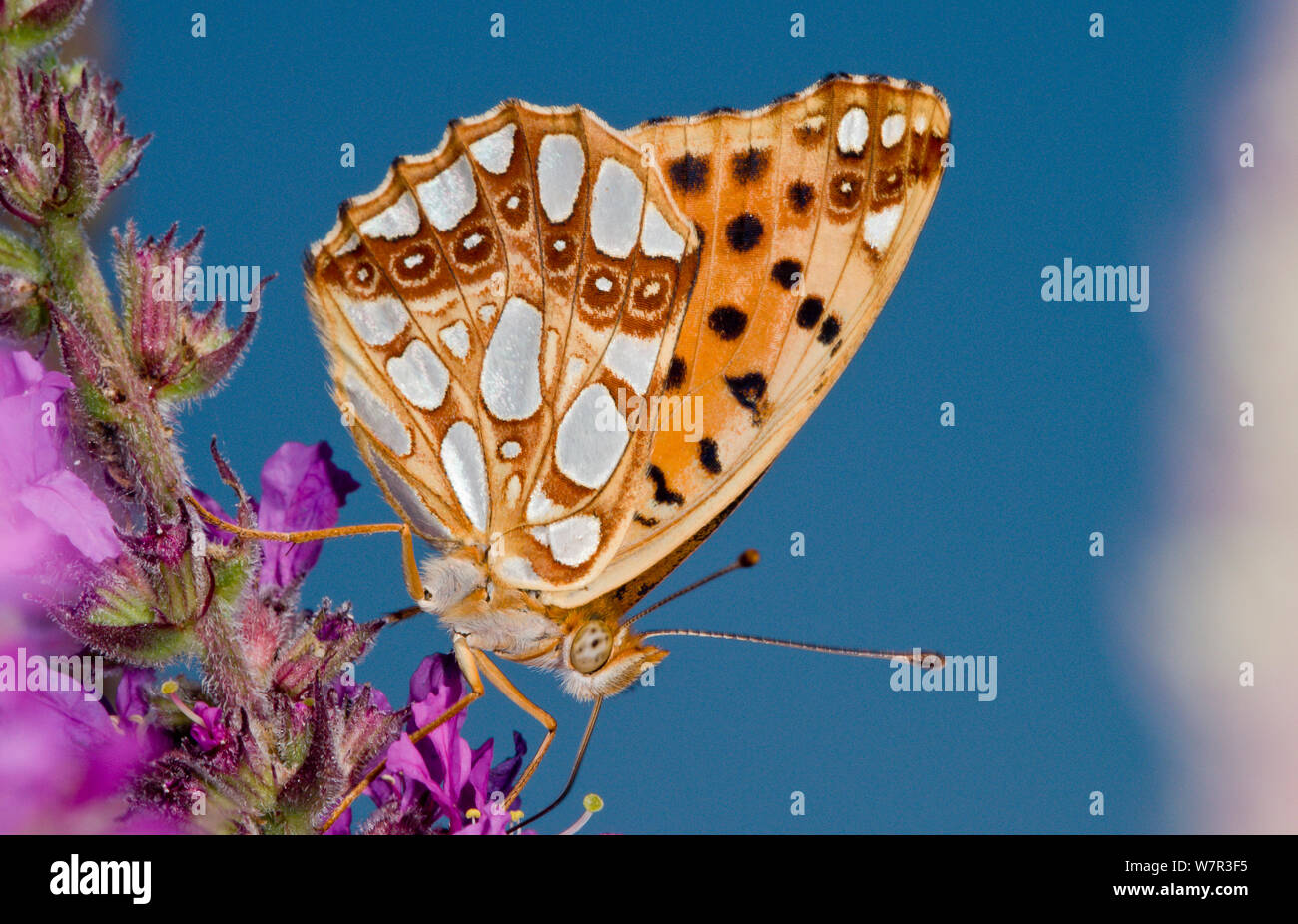Queen of Spain fritillary butterfly (Issoria lathonia) feeding, Podere Montecucco, Orvieto, Umbria, Italy, July Stock Photo
