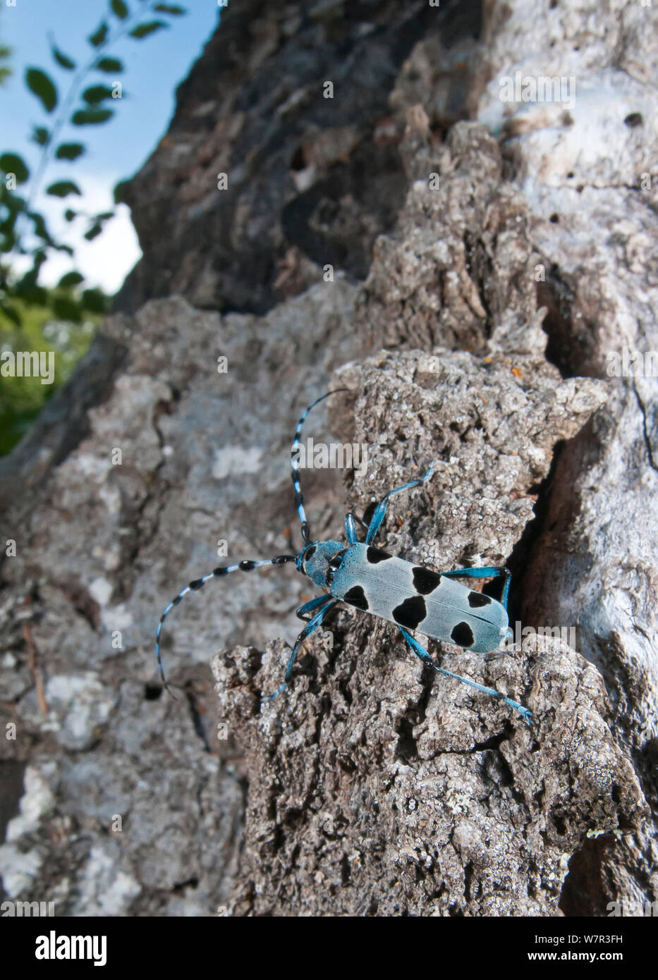 Alpine Longhorn Beetle (Rosalia alpina) a rare and protected longhorn beetle living on rotten chestnut trunks in the Italian Appennines, Camosciara, Italy, July Stock Photo