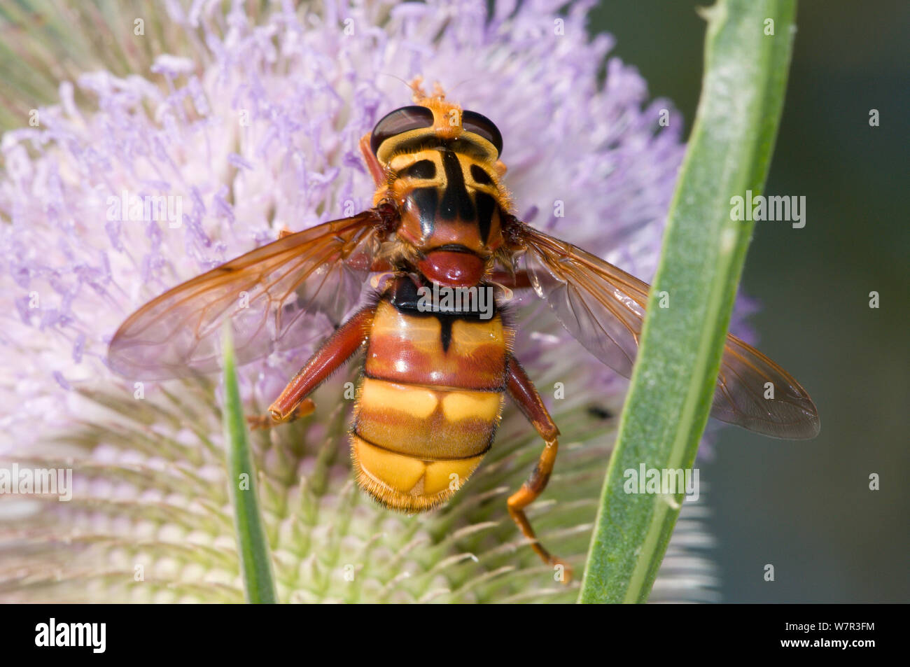 Hoverfly (Milesia crabroniformis) feeding on Torrealfina near Orvieto, Italy, July Stock Photo