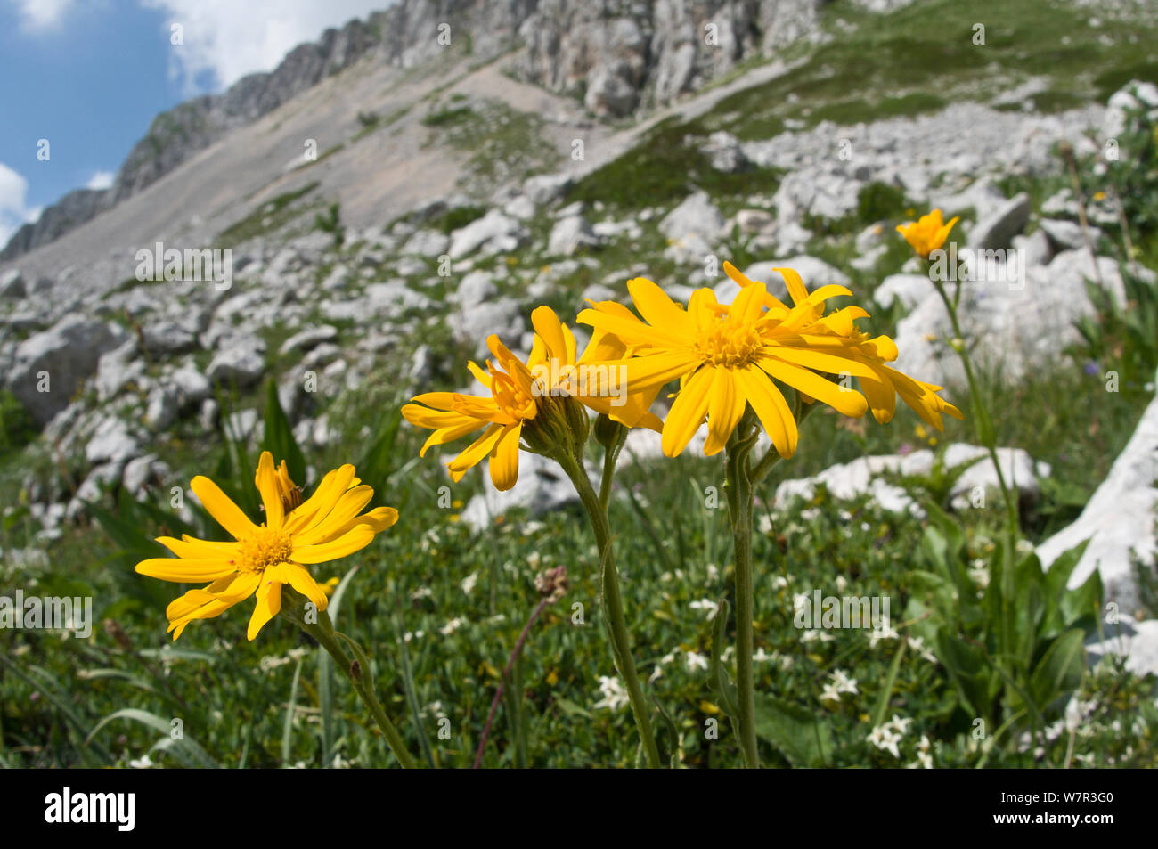 Chamois ragwort (Doronicum columnae) in flower,  Mount Terminillo, Rieti, Lazio, Italy, July Stock Photo