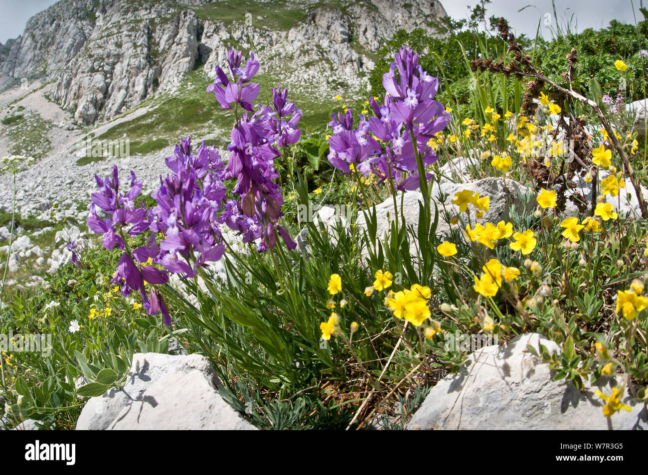 Nice Milkwort (Polygala nicaensis) purple form with Hoary rockrose (Helinathemum canum) on slopes of Monte Terminillo, Rieti, Lazio, Italy, July Stock Photo
