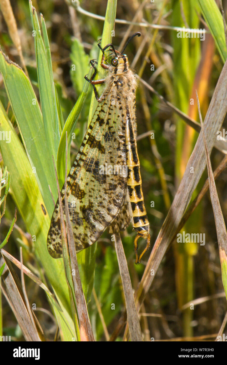 Ant Lion (Palpares libelluloides) adult on plant stem, Torrealfina, Orvieto, Umbria, Italy, April Stock Photo