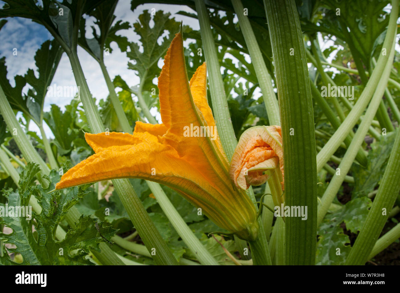 Flowers of Courgette / Zucchini (Cucurbita pepo) male with stamens