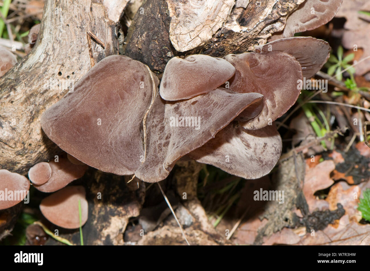 Jew's Ear fungus (Auricularia auricula-judae) growing in woodland, Orvieto, Umbira, Italy, August Stock Photo
