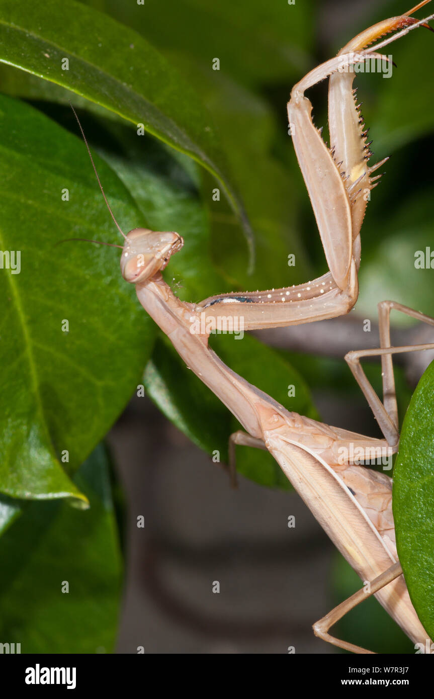 Praying Mantis (Mantis religiosa) female, brown form, Podere Montecucco, Orvieto, Umbria, Italy, September Stock Photo