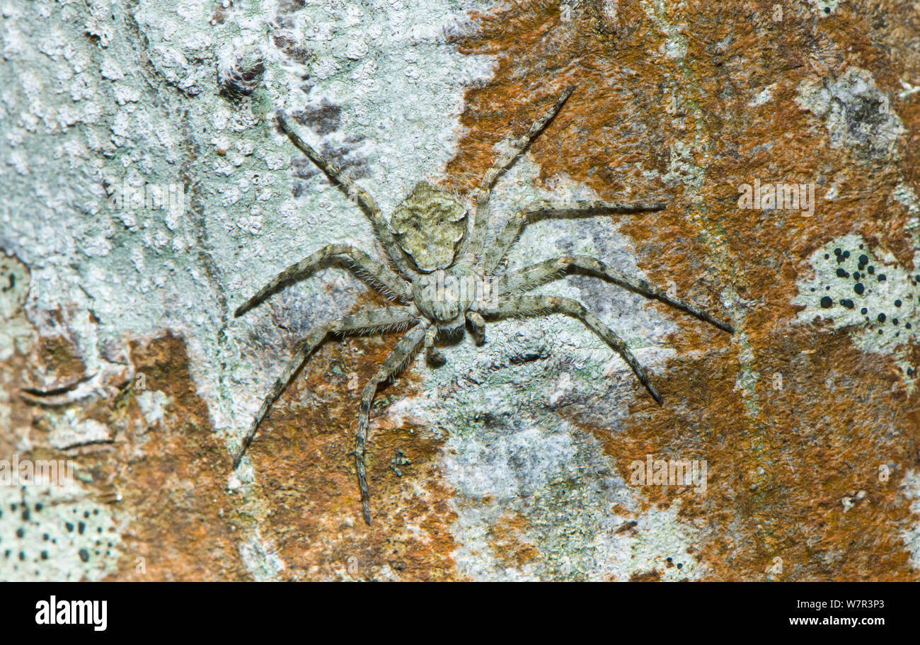 Lichen Spider (Philodromus margaritatus) camouflaged on lichen near Orveito, Umbria, Italy, September Stock Photo