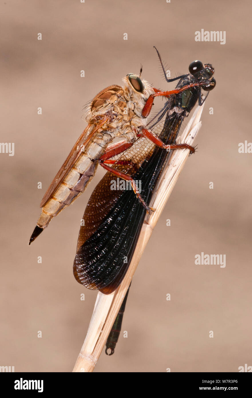 Robber flies hires stock photography and images Alamy