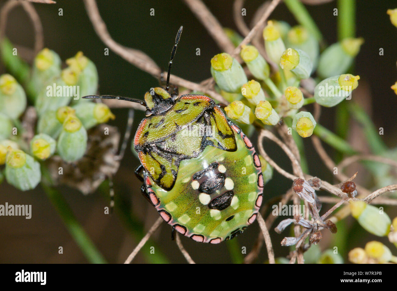 Shield Bug (Nezarla viridula) nymph, Podere Montecucco, Sugano, Orvieto, Italy, September Stock Photo