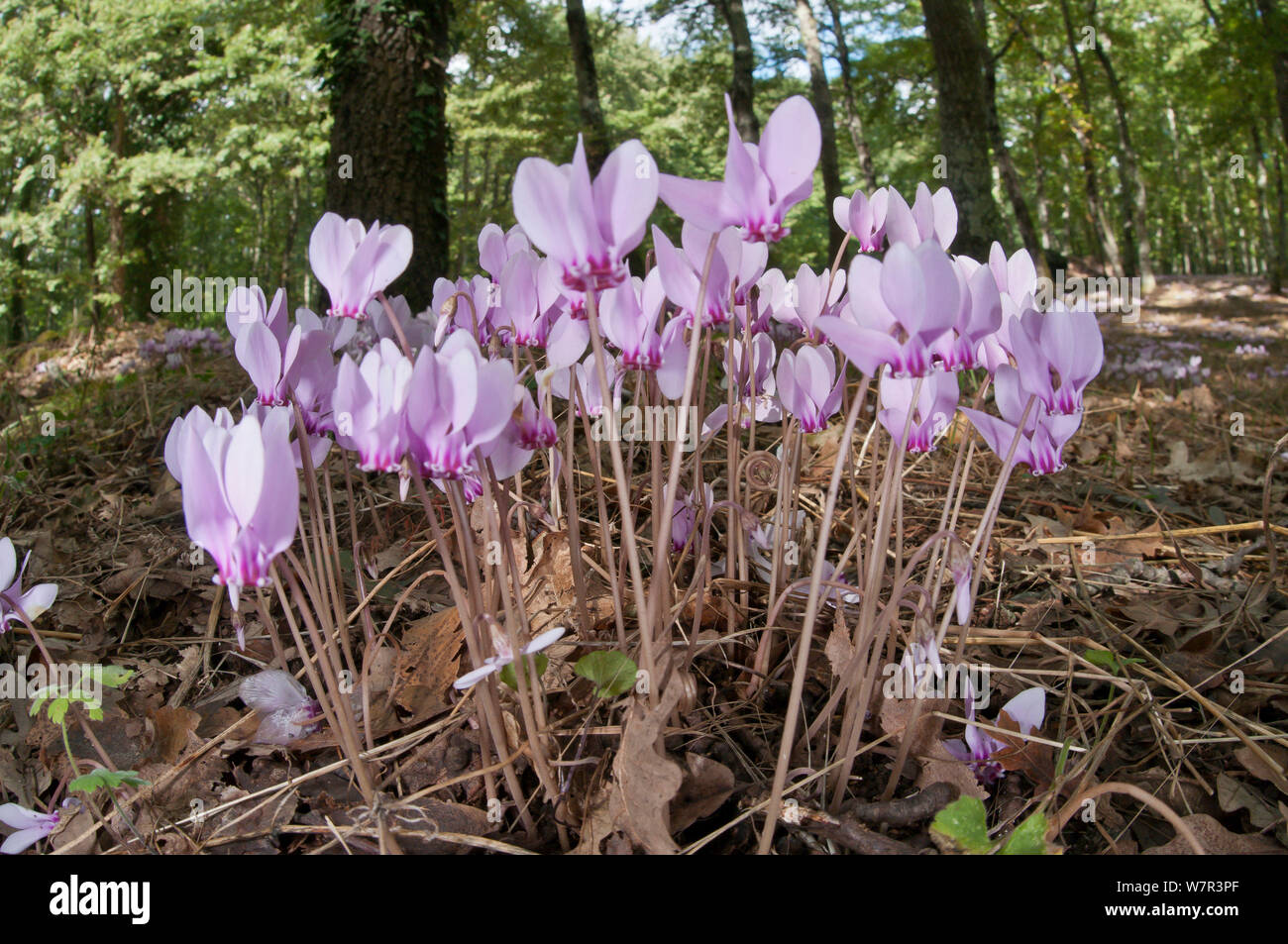 Sowbread (Cyclamen hederifolium) an autumn flowering species near the Etruscan tombs at Norchia, near Viterbo, Lazio, Italy, September Stock Photo