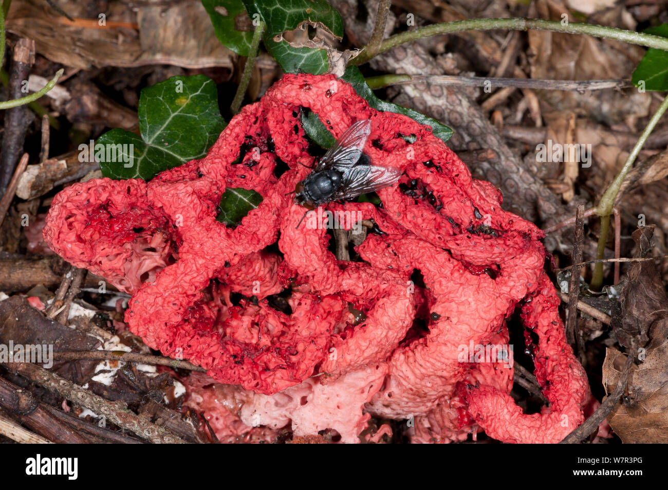 Basket Stinkhorn (Clathrus ruber) a fungus which resembles and smells like rotten flesh attracting flies as spore dispersers, near Castel Giorgio, Orvieto, Umbria, Italy, September Stock Photo