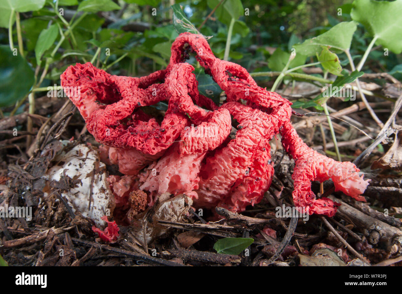 Basket Stinkhorn (Clathrus ruber) a fungus of which resembles and smells of rotten flesh attarcting flies in large numbers to disperse spores, near Castel Giorgio, Orvieto, Umbria, Italy, September Stock Photo
