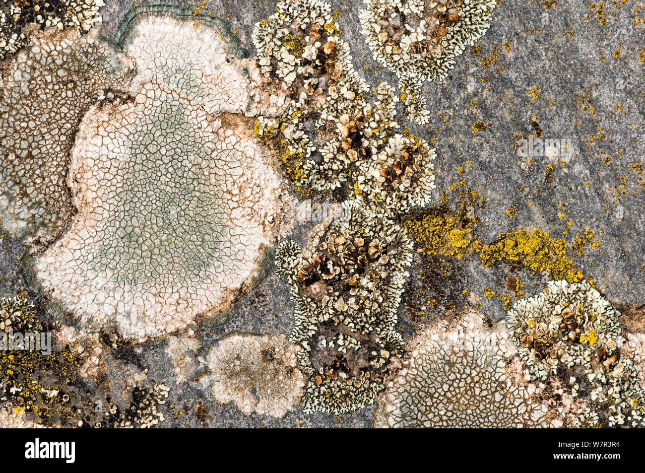 Lichen (Lecanora muralis)  on basalt near Sugano, Orvieto, Umbria, Italy, September Stock Photo