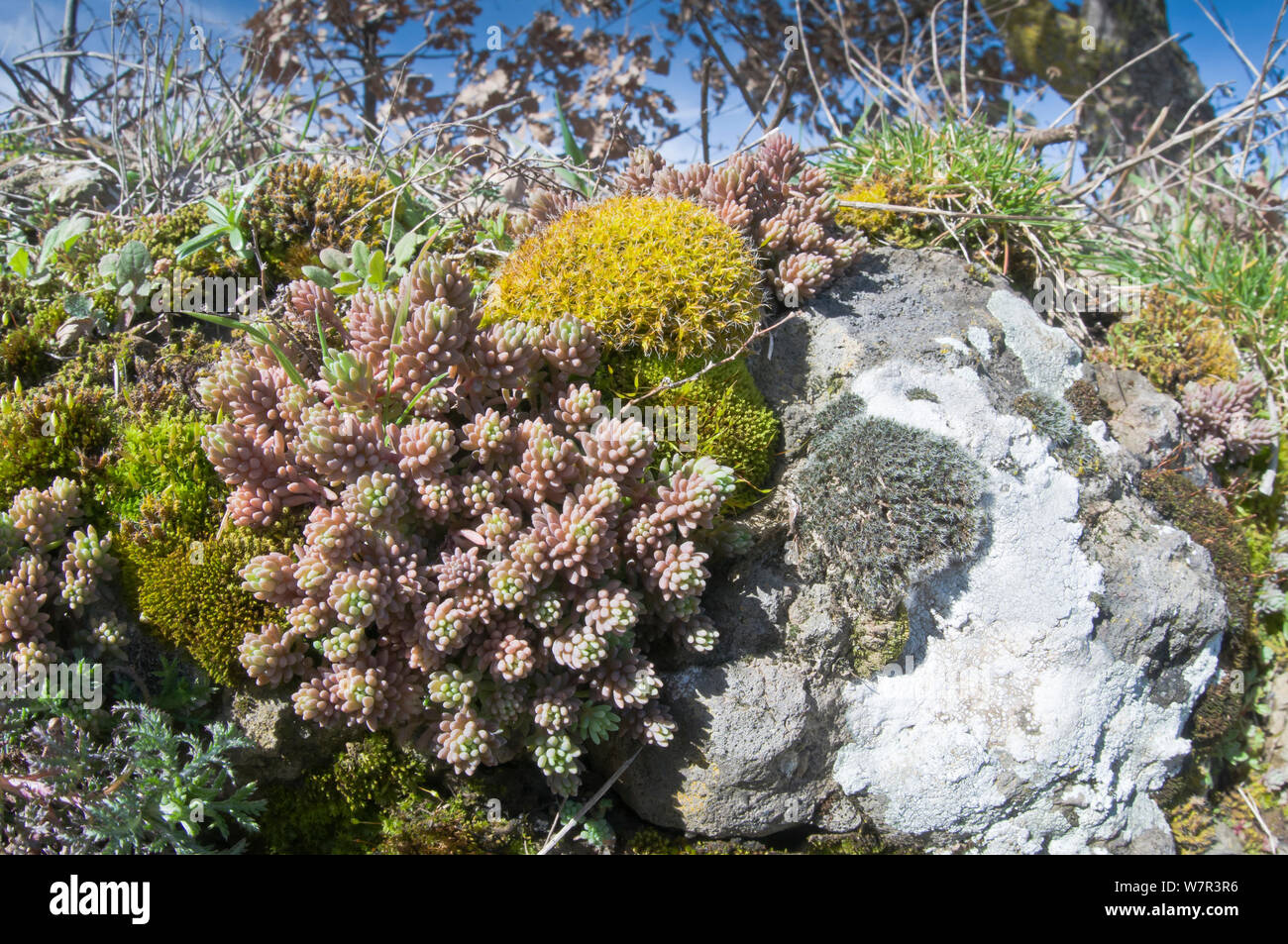 Succulents, mosses and lichens on an ancient wall near Orvieto, Umbria, Italy, February Stock Photo