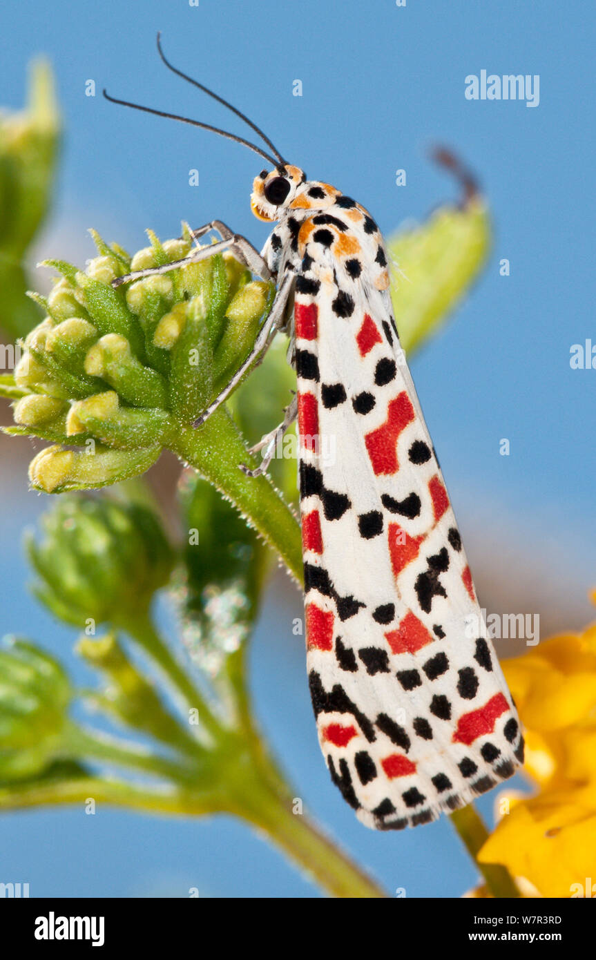 Crimson Speckled moth (Utetheisa pulchella) on flowerhead, Tarquinia, Lazio,  Italy, October Stock Photo