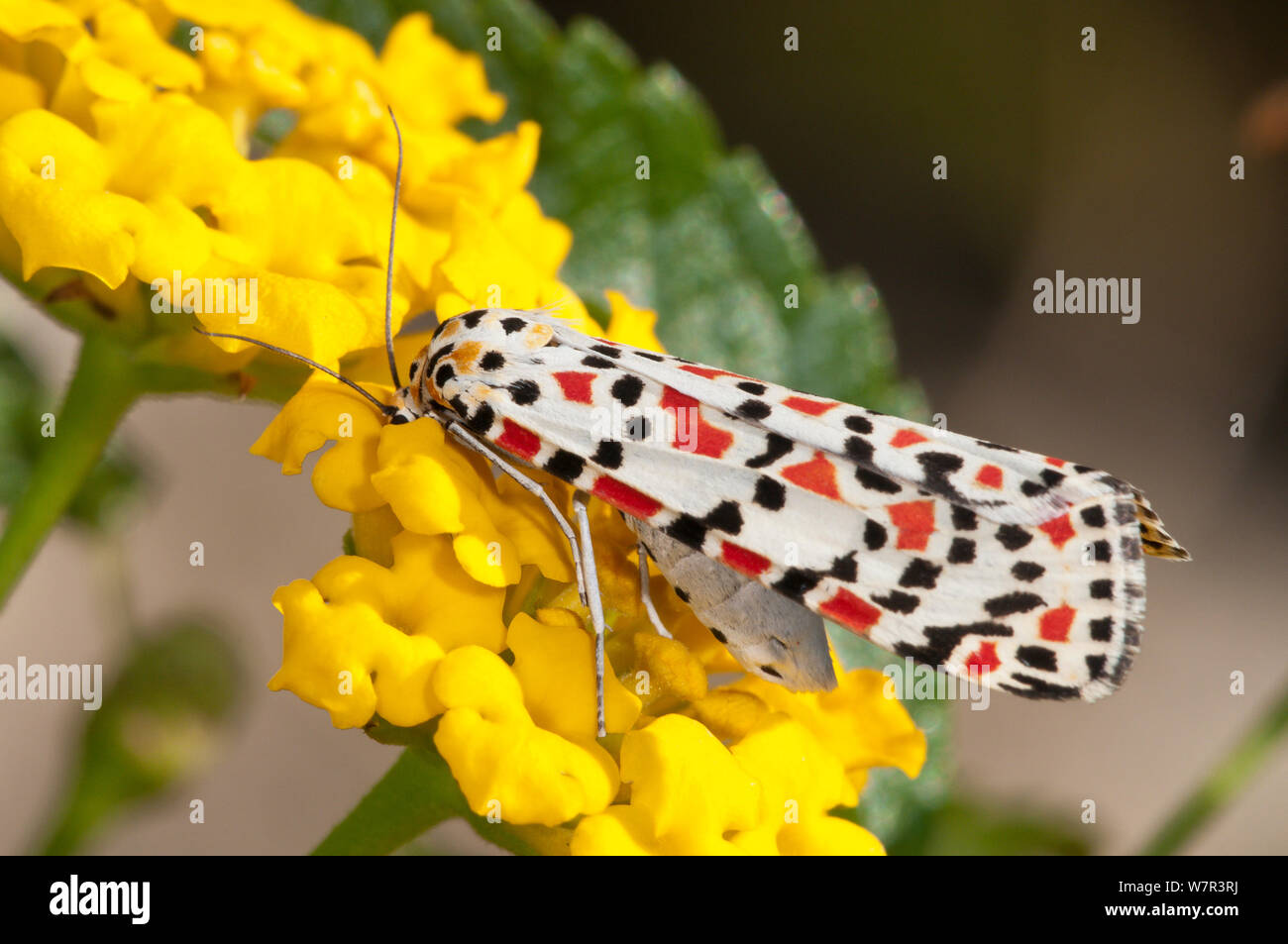 Crimson Speckled moth (Utetheisa pulchella) feeding on nectar, Tarquinia, Lazio, Italy, October Stock Photo