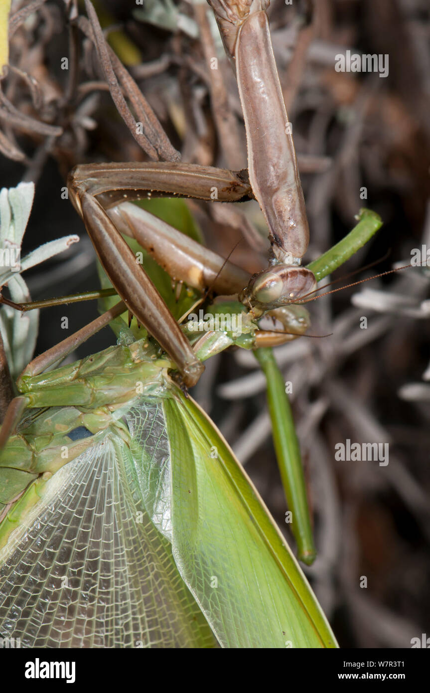 Praying Mantis (Mantis religiosa) female devouring male, in a garden, Podere Montecucco, Orvieot, Umbria, Italy Stock Photo