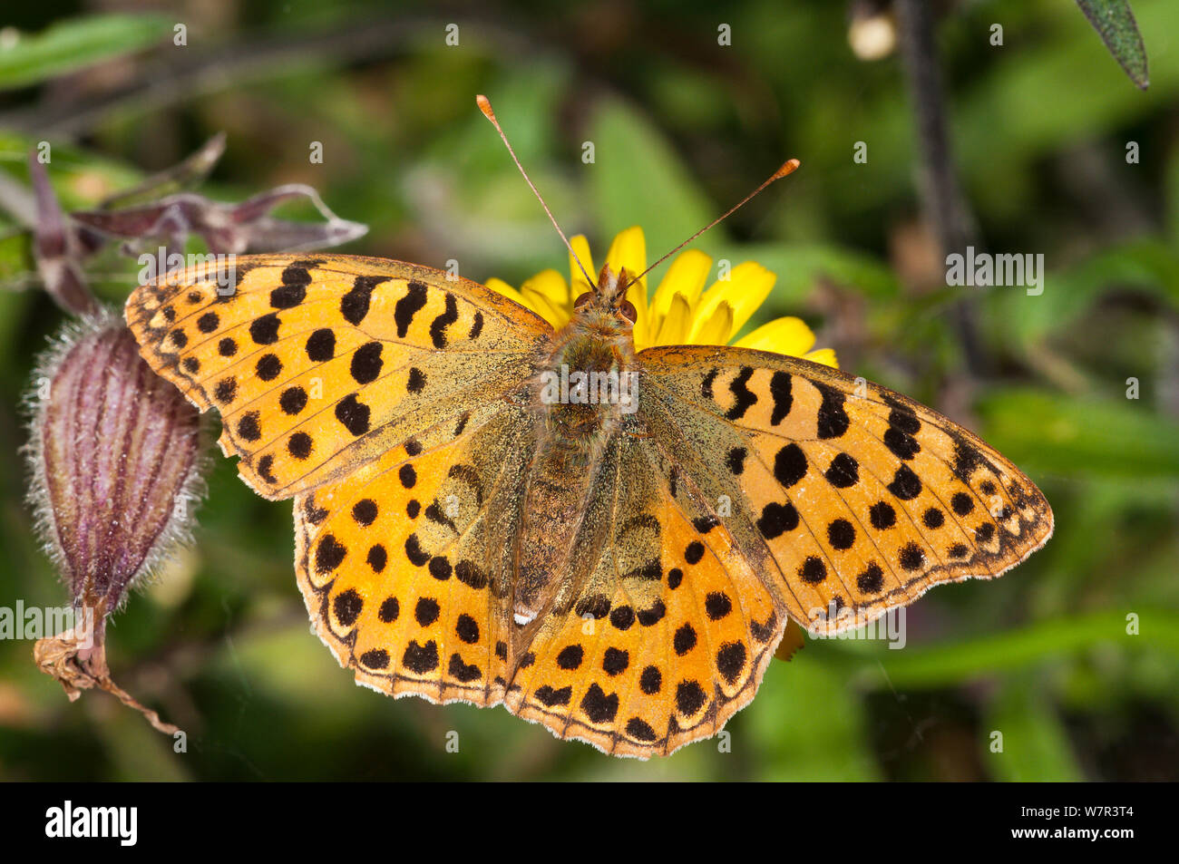 Queen of Spain fritillary butterfly (Isoria lathonia) female, Podere Montecucco, Orvieto, Umbria, Italy, October Stock Photo